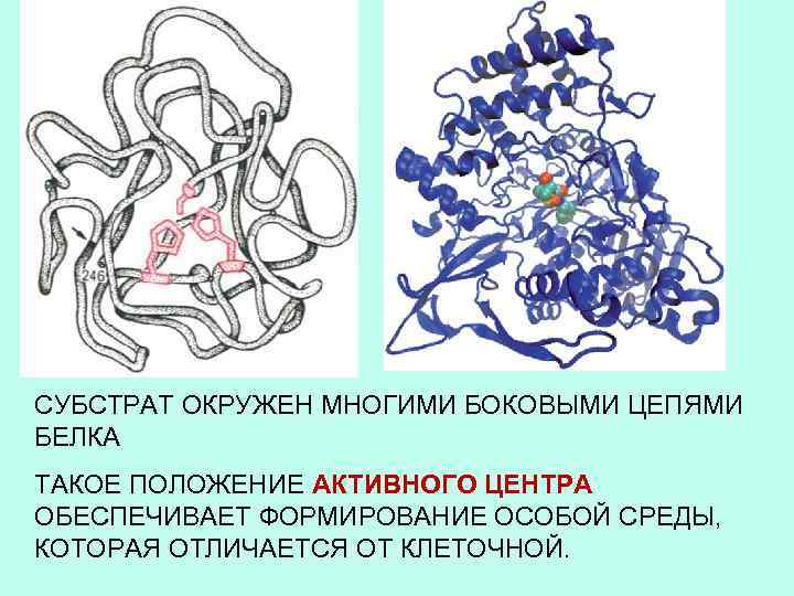 СУБСТРАТ ОКРУЖЕН МНОГИМИ БОКОВЫМИ ЦЕПЯМИ БЕЛКА ТАКОЕ ПОЛОЖЕНИЕ АКТИВНОГО ЦЕНТРА ОБЕСПЕЧИВАЕТ ФОРМИРОВАНИЕ ОСОБОЙ СРЕДЫ,