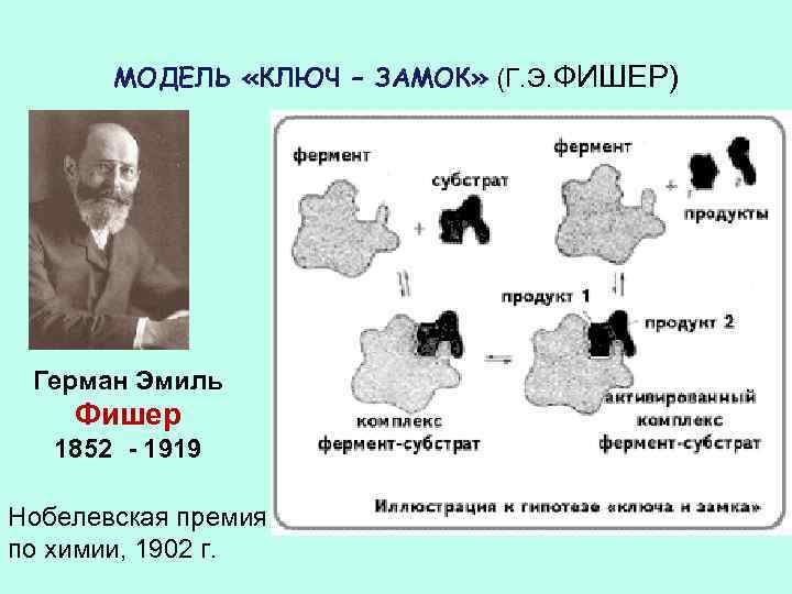 МОДЕЛЬ «КЛЮЧ – ЗАМОК» (Г. Э. ФИШЕР) Герман Эмиль Фишер 1852 - 1919 Нобелевская