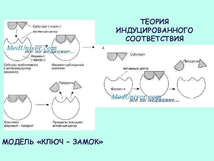 ТЕОРИЯ ИНДУЦИРОВАННОГО СООТВЕТСТВИЯ МОДЕЛЬ «КЛЮЧ – ЗАМОК» 