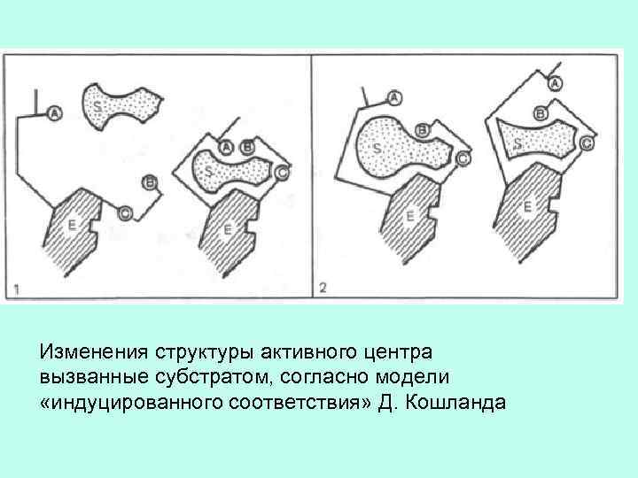 Активная структура