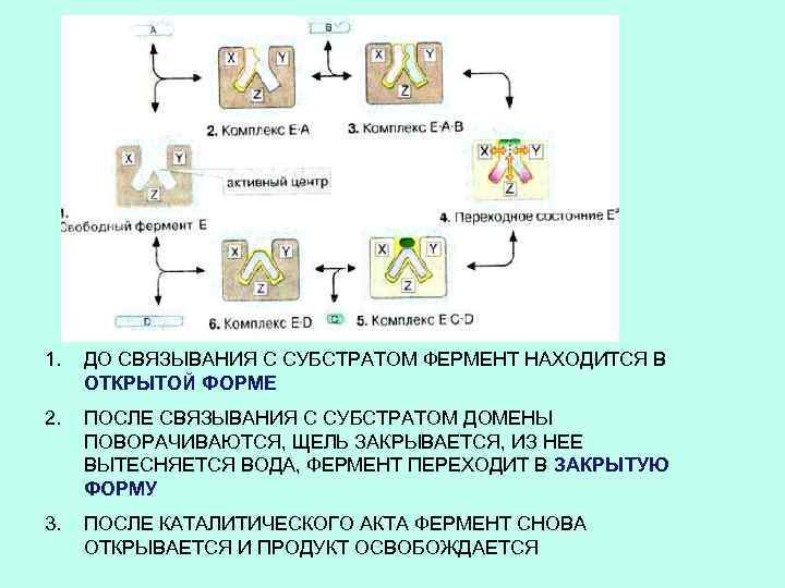 1. ДО СВЯЗЫВАНИЯ С СУБСТРАТОМ ФЕРМЕНТ НАХОДИТСЯ В ОТКРЫТОЙ ФОРМЕ 2. ПОСЛЕ СВЯЗЫВАНИЯ С