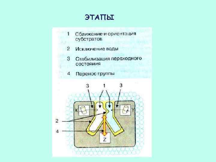 ЭТАПЫ 