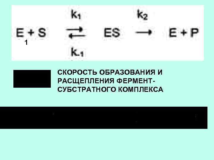 1 СКОРОСТЬ ОБРАЗОВАНИЯ И РАСЩЕПЛЕНИЯ ФЕРМЕНТСУБСТРАТНОГО КОМПЛЕКСА 