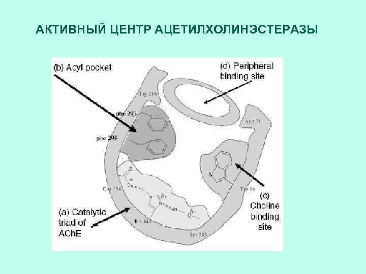 АКТИВНЫЙ ЦЕНТР АЦЕТИЛХОЛИНЭСТЕРАЗЫ 