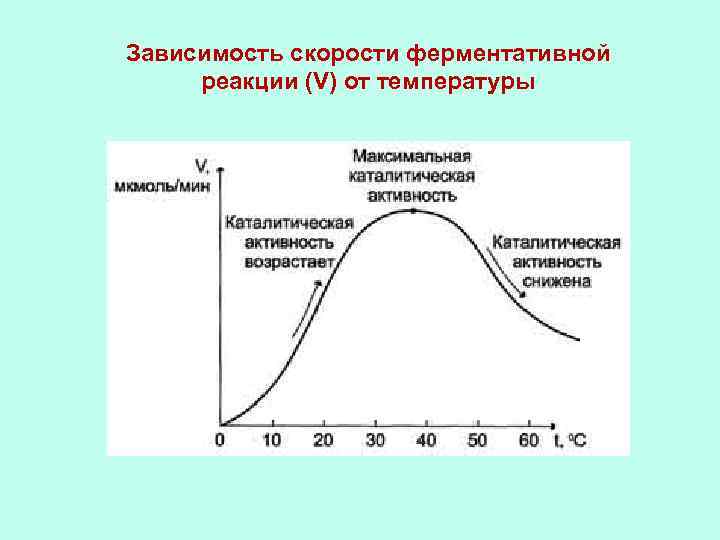 Зависимость скорости ферментативной реакции (V) от температуры 