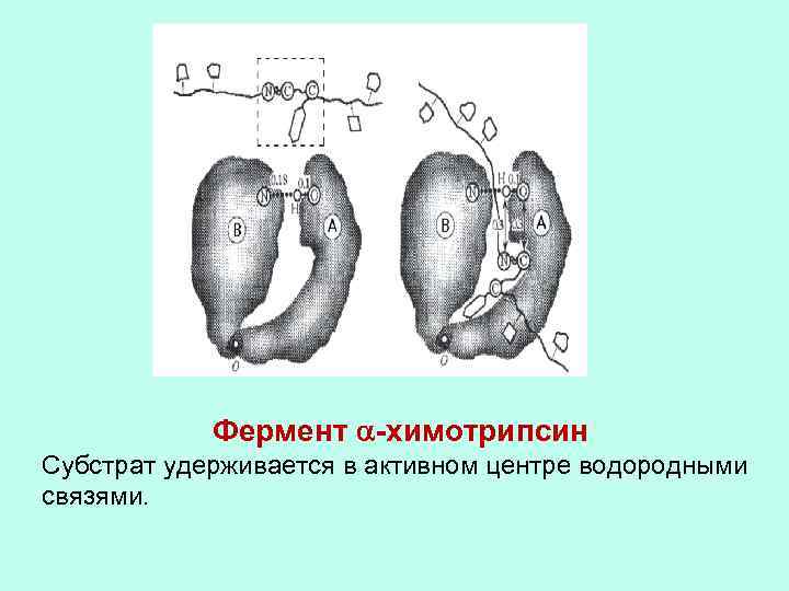 Фермент -химотрипсин Субстрат удерживается в активном центре водородными связями. 