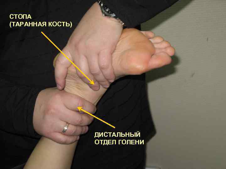 СТОПА (ТАРАННАЯ КОСТЬ) ДИСТАЛЬНЫЙ ОТДЕЛ ГОЛЕНИ 