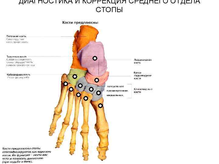 ДИАГНОСТИКА И КОРРЕКЦИЯ СРЕДНЕГО ОТДЕЛА СТОПЫ 