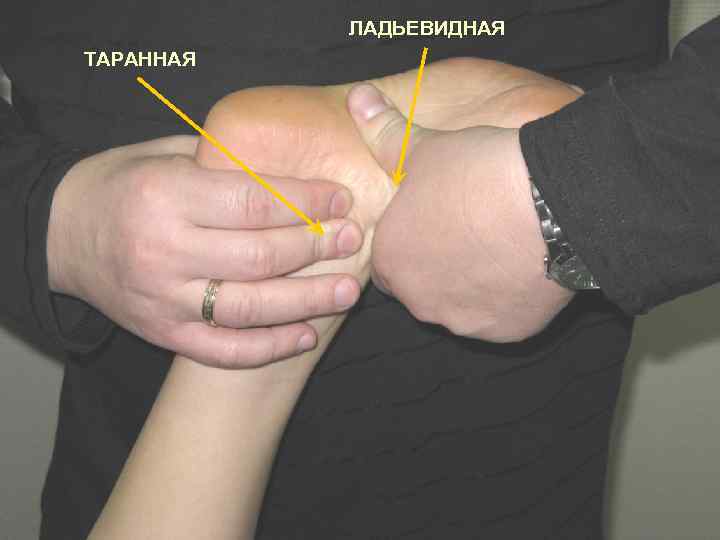 ЛАДЬЕВИДНАЯ ТАРАННАЯ 