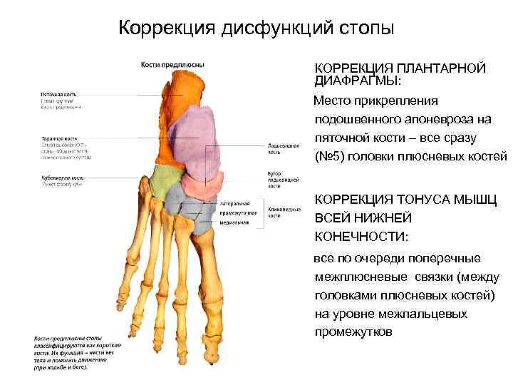 Коррекция дисфункций стопы • КОРРЕКЦИЯ ПЛАНТАРНОЙ ДИАФРАГМЫ: Место прикрепления подошвенного апоневроза на пяточной кости