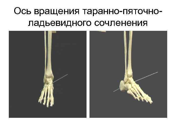 Ось вращения таранно-пяточноладьевидного сочленения 
