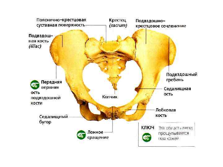 Крестцово подвздошное сочленение где находится фото на человеке