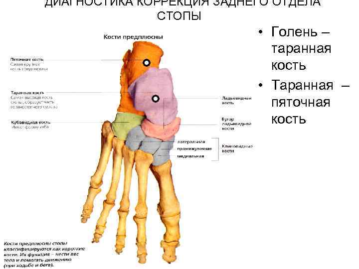ДИАГНОСТИКА КОРРЕКЦИЯ ЗАДНЕГО ОТДЕЛА СТОПЫ • Голень – таранная кость • Таранная – пяточная