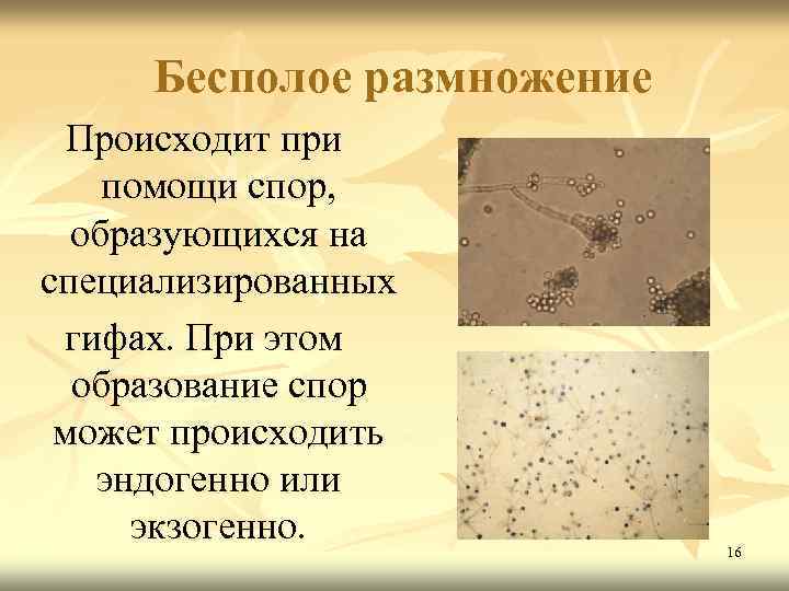 Бесполое размножение Происходит при помощи спор, образующихся на специализированных гифах. При этом образование спор
