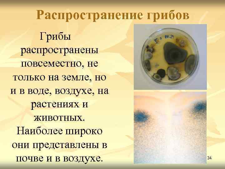 Распространение грибов Грибы распространены повсеместно, не только на земле, но и в воде, воздухе,