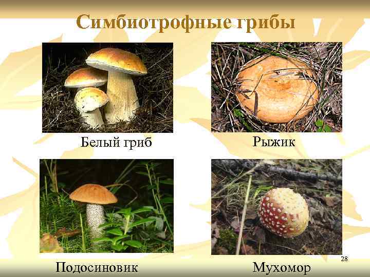 Симбиотрофные грибы Белый гриб Подосиновик Рыжик Мухомор 28 