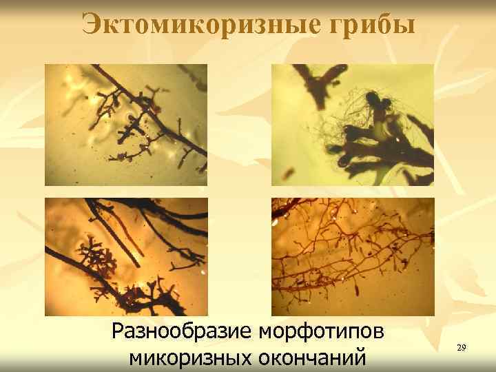 Эктомикоризные грибы Разнообразие морфотипов микоризных окончаний 29 