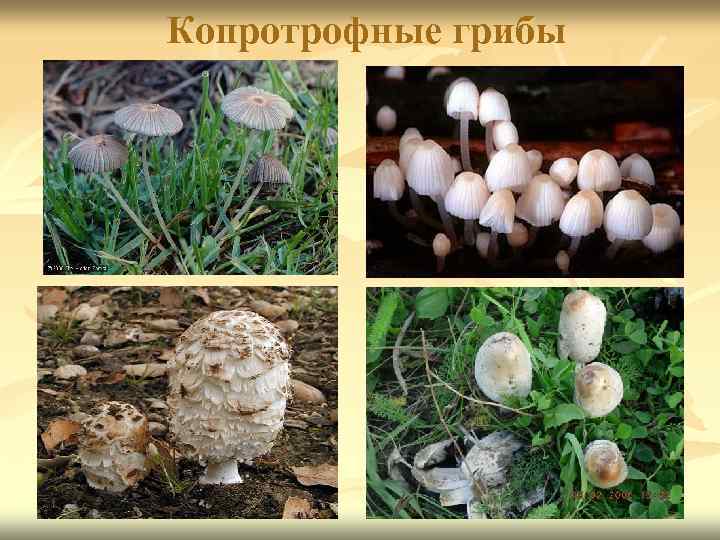 Копротрофные грибы 31 