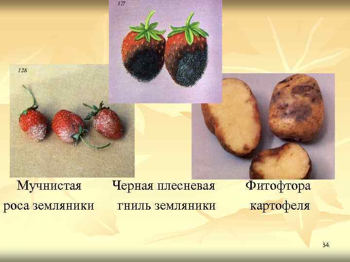 Мучнистая роса земляники Черная плесневая гниль земляники Фитофтора картофеля 34 