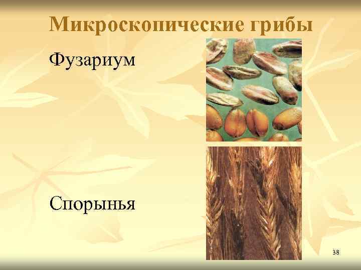 Микроскопические грибы Фузариум Спорынья 38 