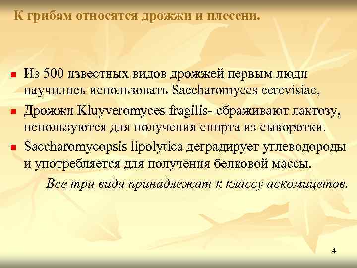 К грибам относятся дрожжи и плесени. n n n Из 500 известных видов дрожжей