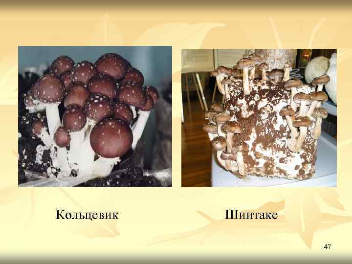 Кольцевик Шиитаке 47 