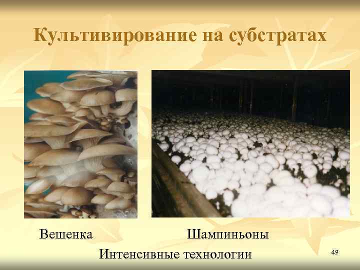 Культивирование на субстратах Вешенка Шампиньоны Интенсивные технологии 49 