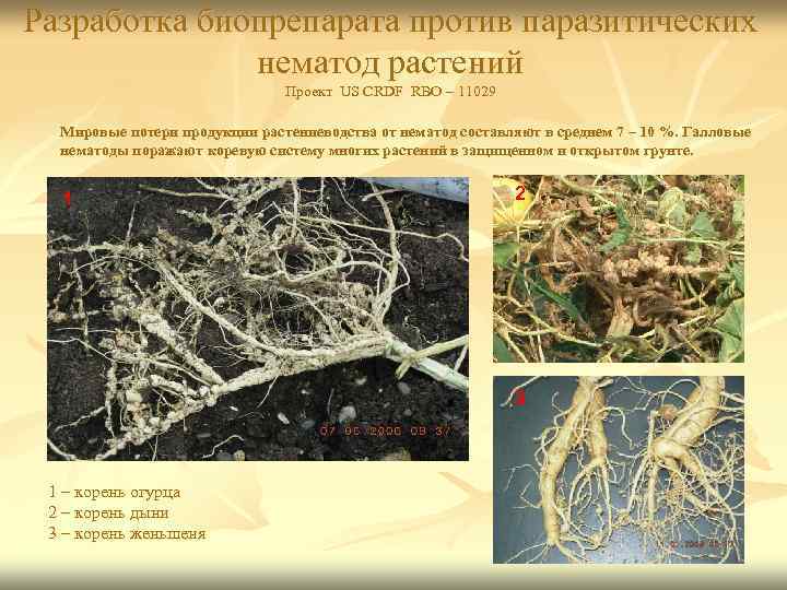 Разработка биопрепарата против паразитических нематод растений Проект US CRDF RBO – 11029 Мировые потери