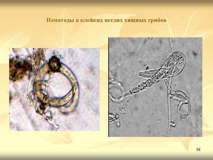 Нематоды в клейких петлях хищных грибов 56 