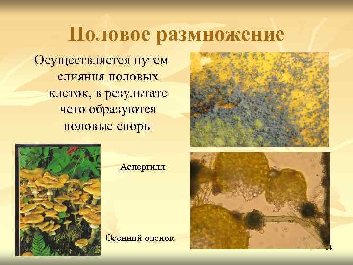 Половое размножение Осуществляется путем слияния половых клеток, в результате чего образуются половые споры Аспергилл