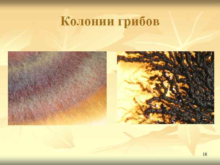 Колонии грибов 18 