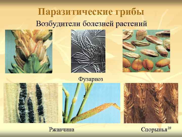 Паразитические грибы Возбудители болезней растений Фузариоз Ржавчина Спорынья 29 