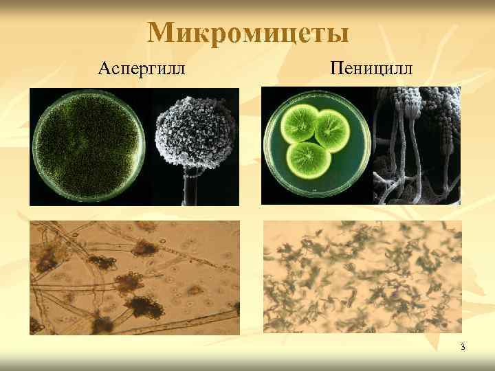 Микромицеты Аспергилл Пеницилл 3 