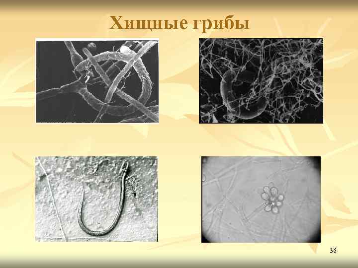 Хищные грибы 36 
