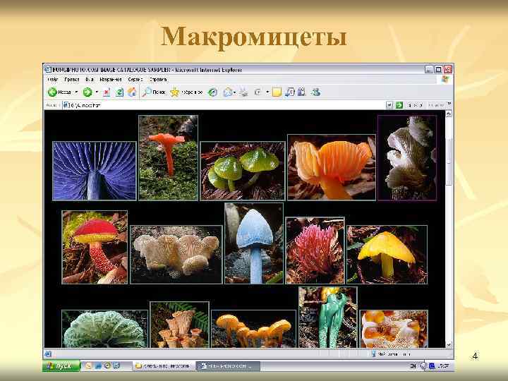 Макромицеты 4 
