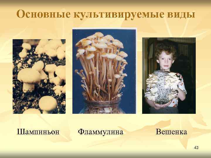 Основные культивируемые виды Шампиньон Фламмулина Вешенка 42 