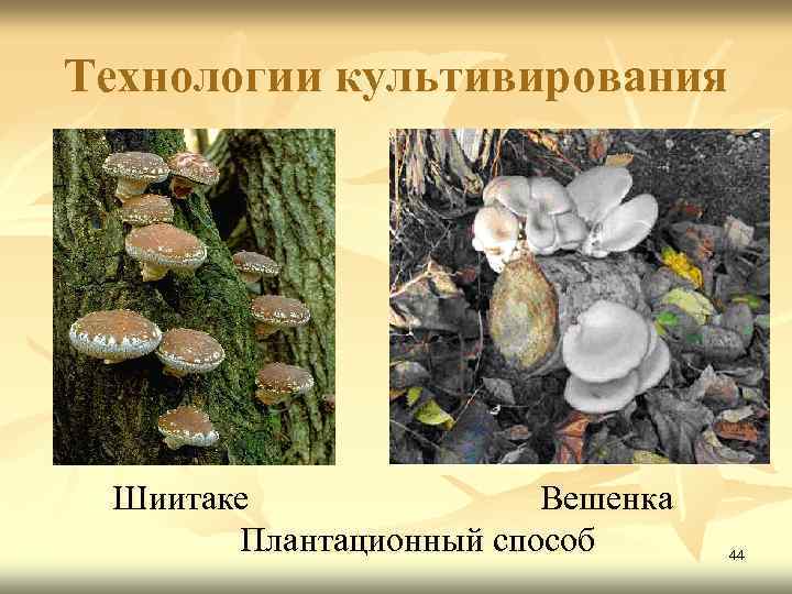 Технологии культивирования Шиитаке Вешенка Плантационный способ 44 