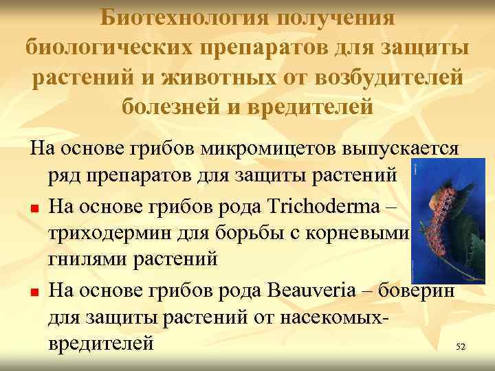 Биотехнология получения биологических препаратов для защиты растений и животных от возбудителей болезней и вредителей