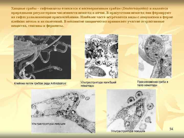 Хищные грибы – гифомицеты относятся к несовершенным грибам (Deuteromycetes) и являются природными регуляторами численности