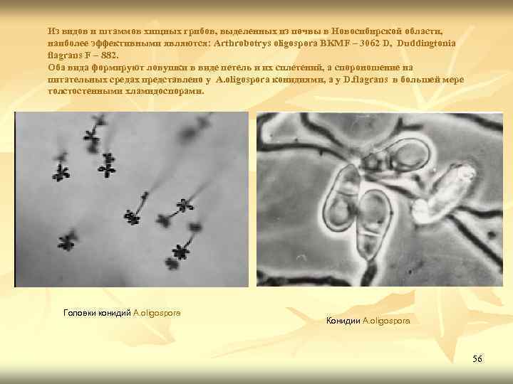 Из видов и штаммов хищных грибов, выделенных из почвы в Новосибирской области, наиболее эффективными