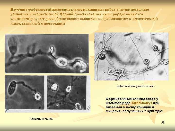 Изучение особенностей жизнедеятельности хищных грибов в почве позволило установить, что жизненной формой существования их