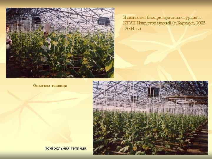 Испытания биопрепарата на огурцах в КГУП Индустриальный (г. Барнаул, 2003 -2004 гг. ) Опытная