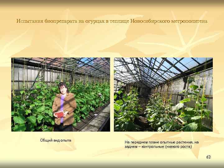 Испытания биопрепарата на огурцах в теплице Новосибирского метрополитена Общий вид опыта На переднем плане