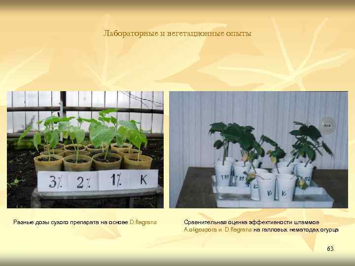Лабораторные и вегетационные опыты Разные дозы сухого препарата на основе D. flagrans Сравнительная оценка