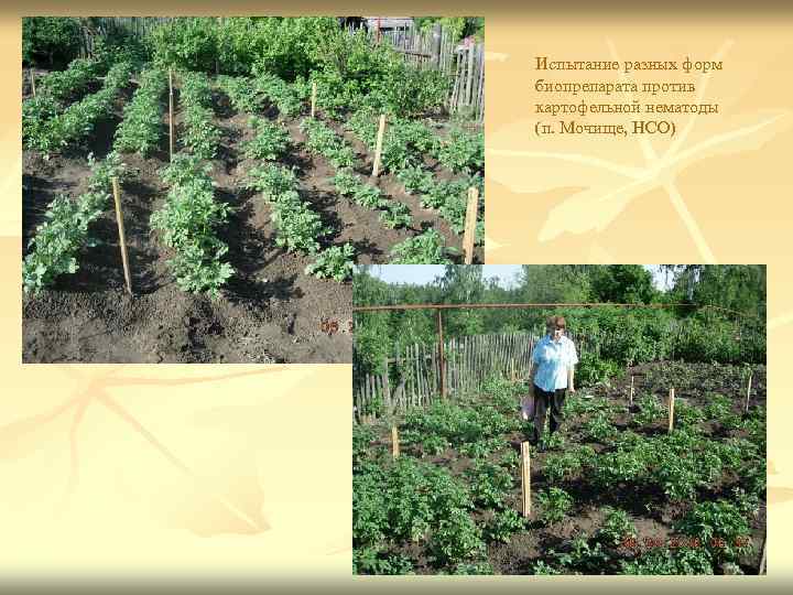 Испытание разных форм биопрепарата против картофельной нематоды (п. Мочище, НСО) 69 