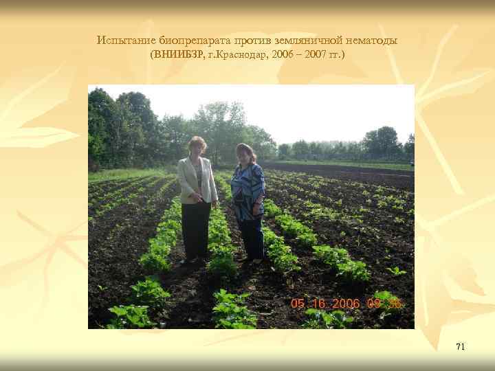 Испытание биопрепарата против земляничной нематоды (ВНИИБЗР, г. Краснодар, 2006 – 2007 гг. ) 71