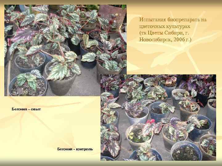 Испытания биопрепарата на цветочных культурах (тк Цветы Сибири, г. Новосибирск, 2006 г. ) Бегония