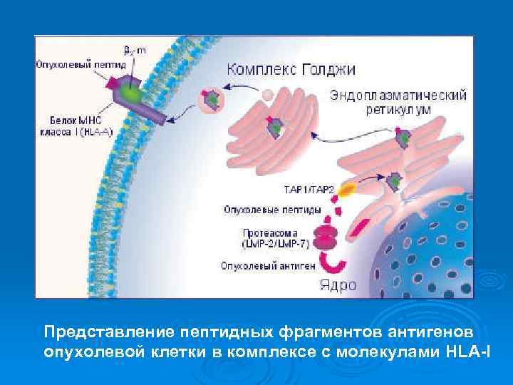 Представление пептидных фрагментов антигенов опухолевой клетки в комплексе с молекулами HLA-I 