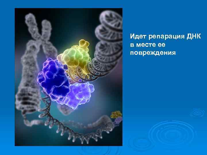 Идет репарация ДНК в месте ее повреждения 