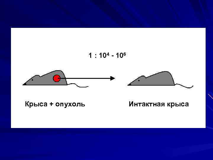 1 : 104 - 106 Крыса + опухоль Интактная крыса 